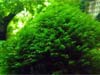 Fissidens fontanus 