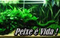 O que aquários plantados precisam.